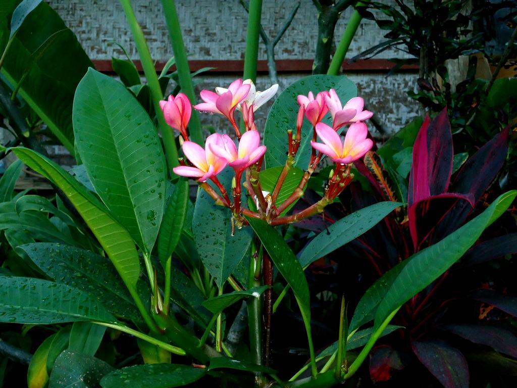 Dewa Put Guest House Ubud Esterno foto